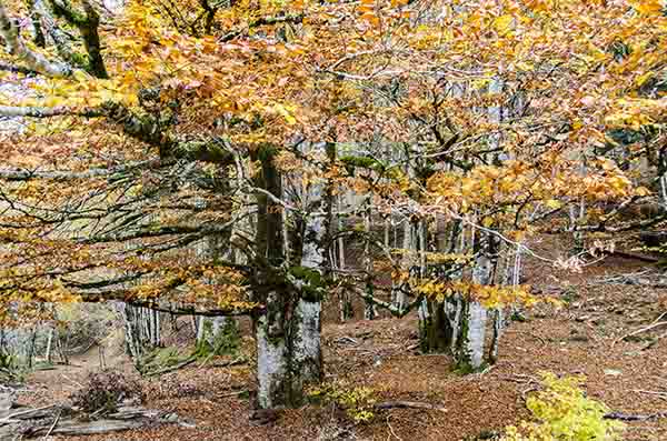 Reyno de Navarra - selva de Irati 24.jpg